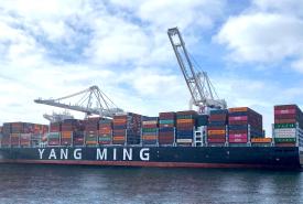 Yang Ming Target